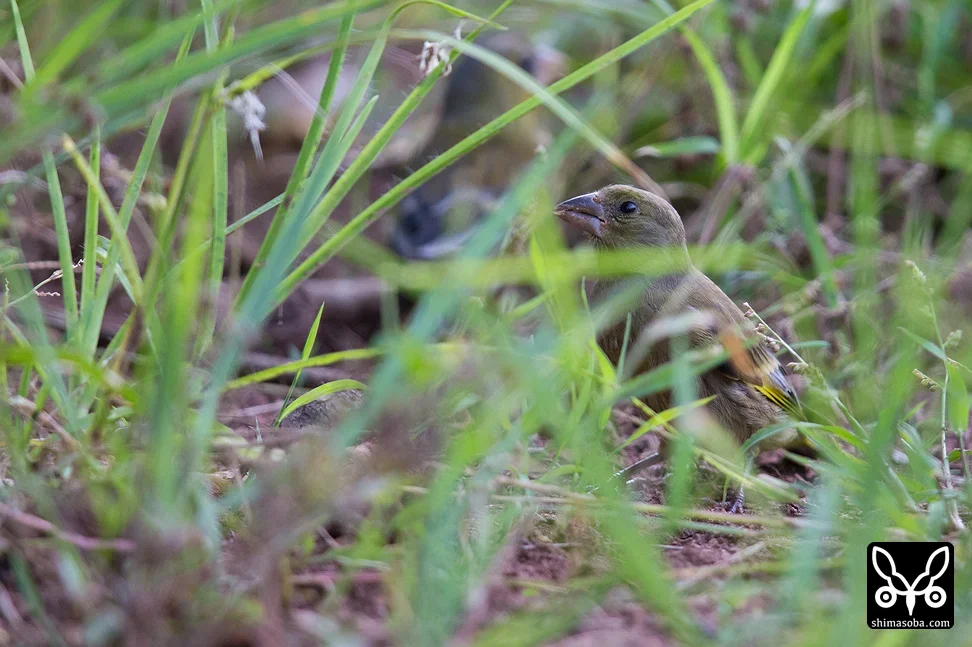 オガサワラカワラヒワ
