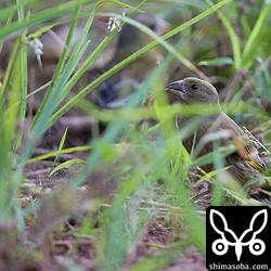 オガサワラカワラヒワ