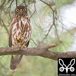 ヘソ出しスタイルで巣を見張るアオバズクのオス。リラックスしていますが私の動向はしっかり見ています。