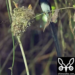 リュウキュウサンコウチョウ