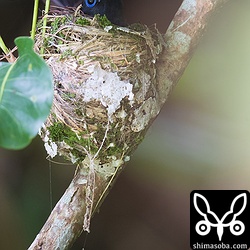 こちらのサンコウチョウの営巣は抱卵中。6月11日孵化予定。21日巣立ち予定。