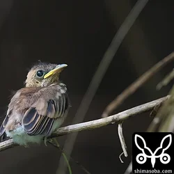 リュウキュウサンコウチョウ