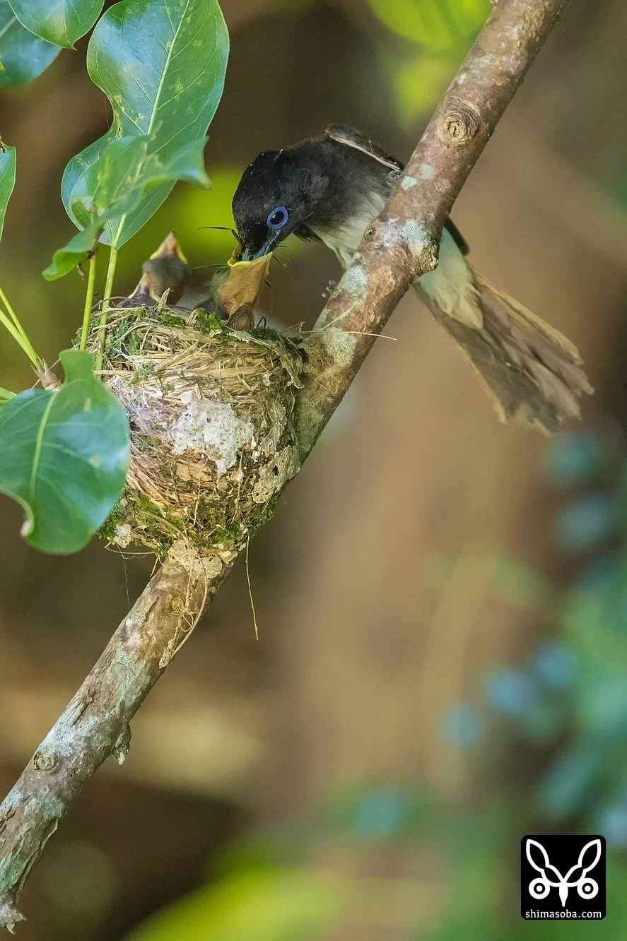 リュウキュウサンコウチョウ