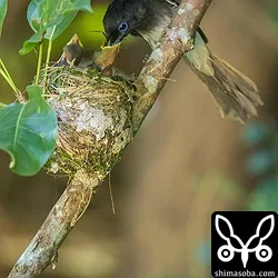 リュウキュウサンコウチョウ