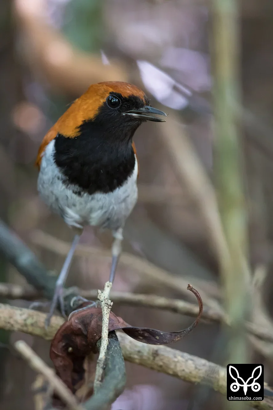 ホントウアカヒゲ