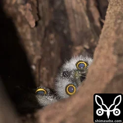 リュウキュウアオバズク