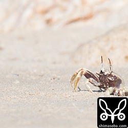 砂浜の穴からこんなのが現れました。ツノメガニ。