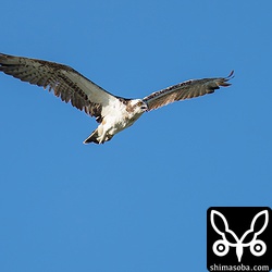 シロチドリの営巣エリアの上空をミサゴが飛んでも親鳥たちは無視でした。襲わないと知っているんですね。