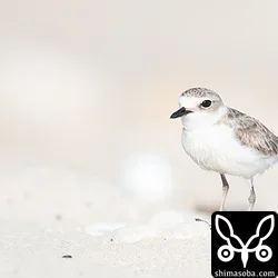 シロチドリ