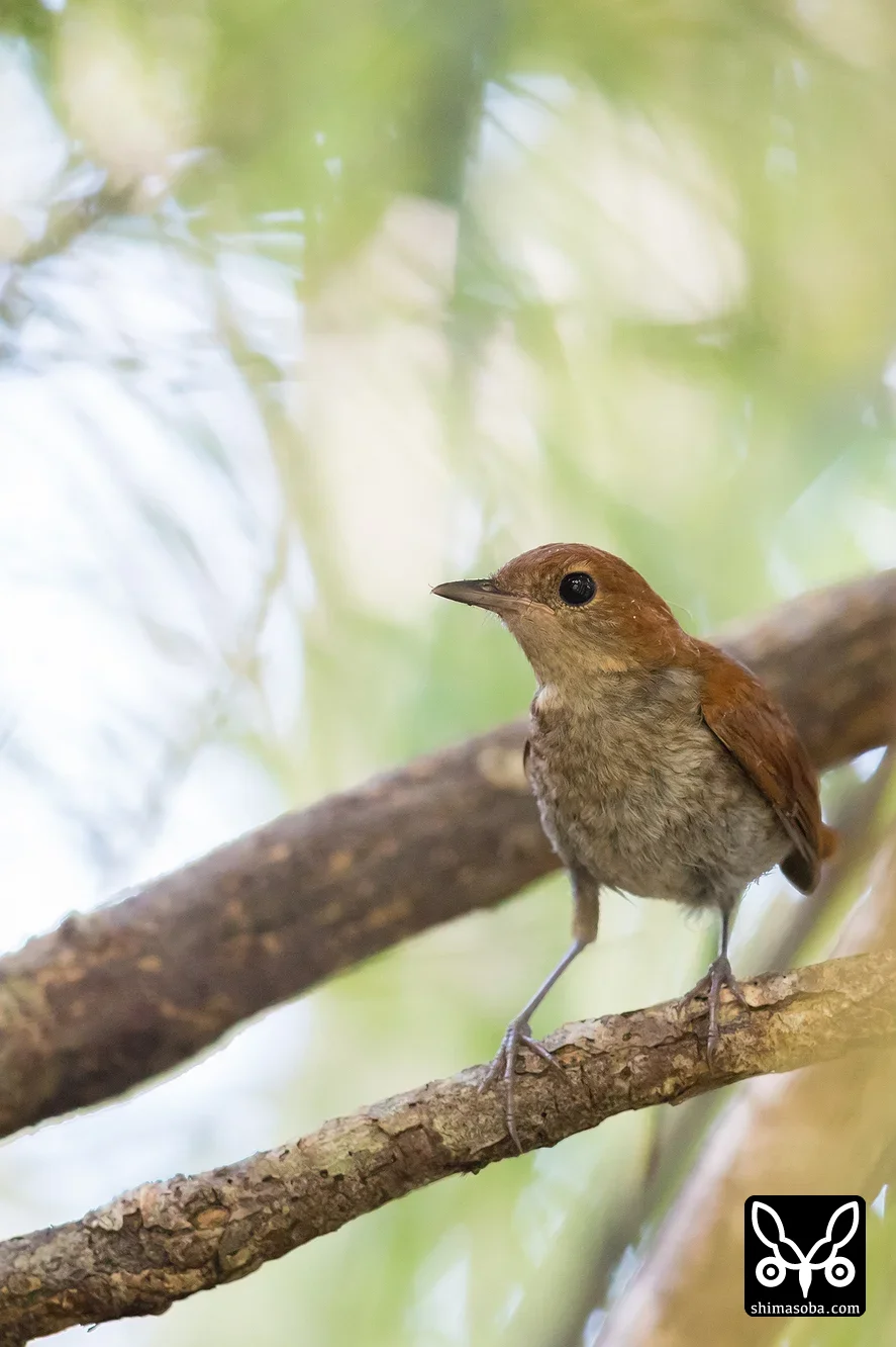 ホントウアカヒゲ