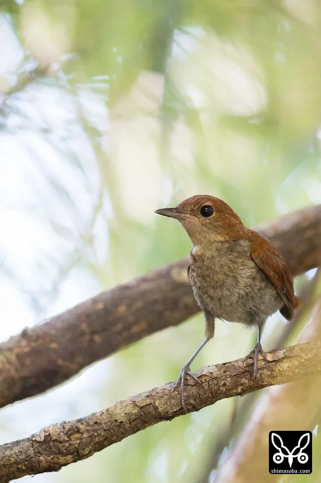 ホントウアカヒゲ
