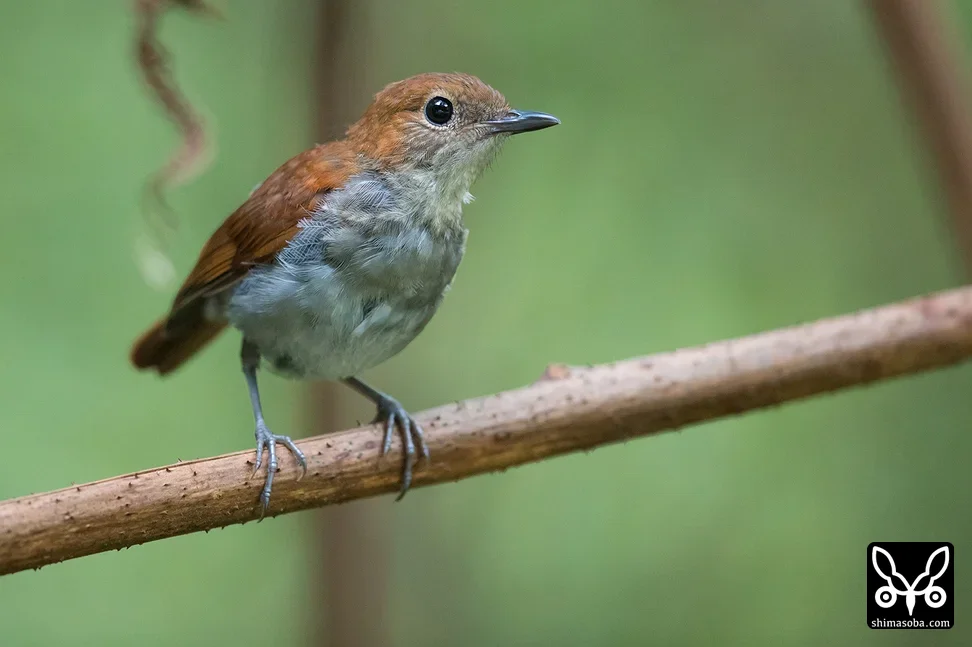 ホントウアカヒゲ