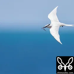 エリグロアジサシ