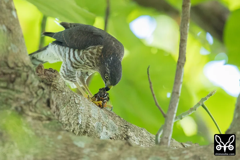 リュウキュウツミ