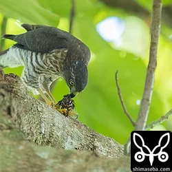 リュウキュウツミ