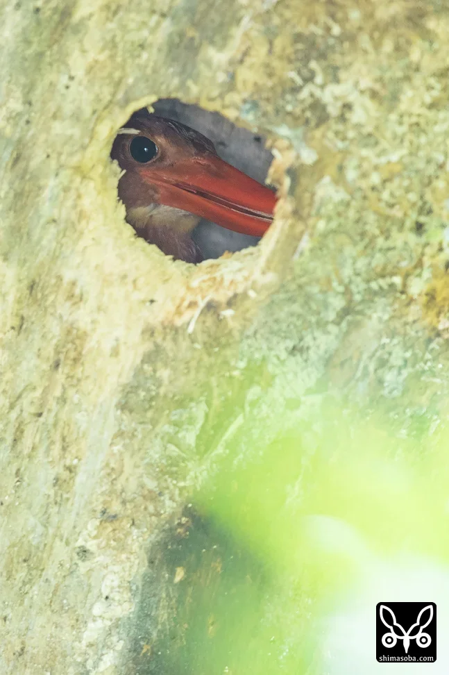リュウキュウアカショウビン