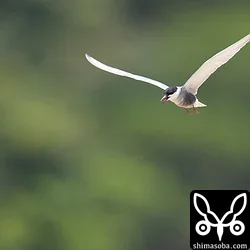 クロハラアジサシ