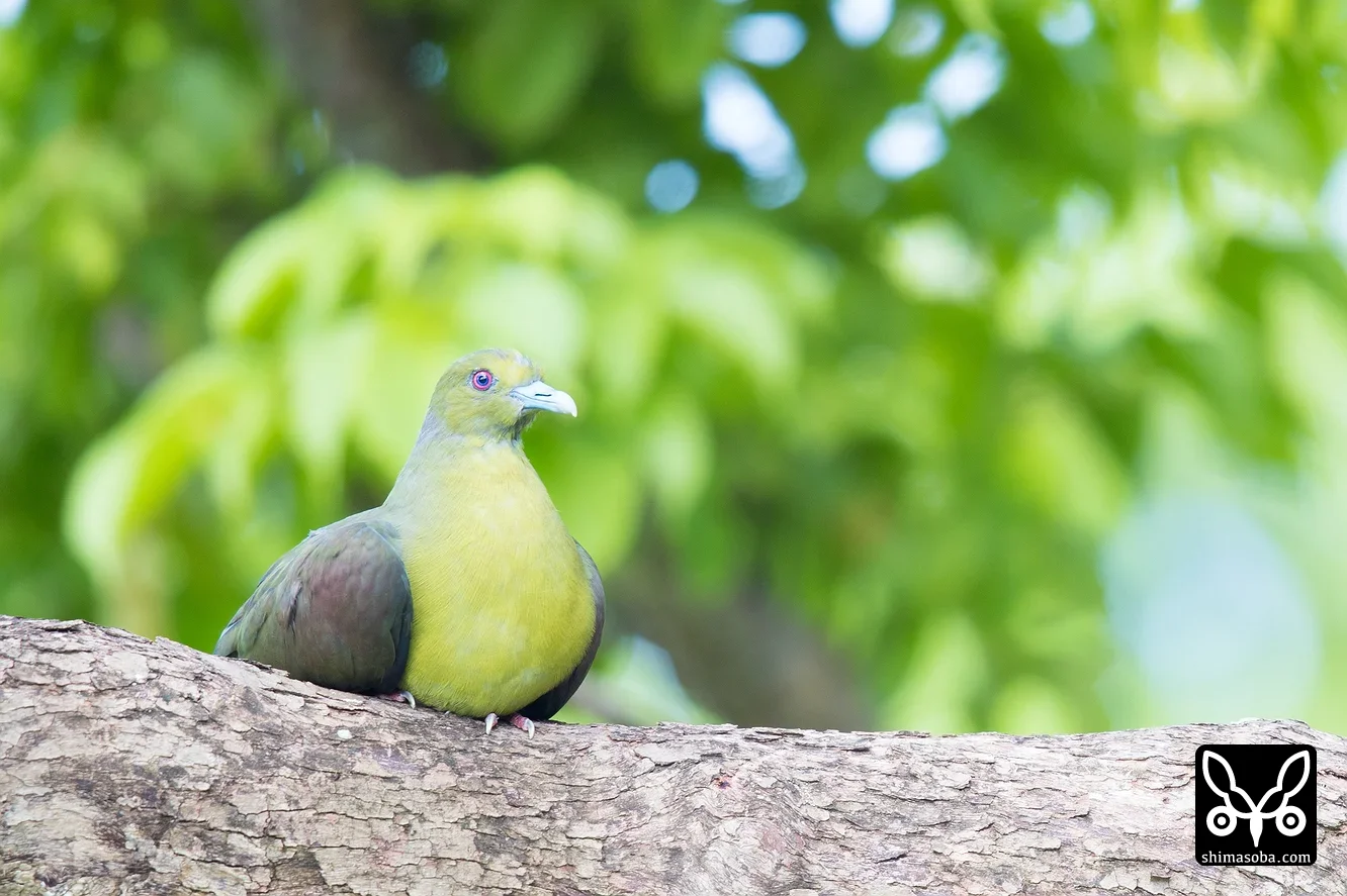 チュウダイズアカアオバト