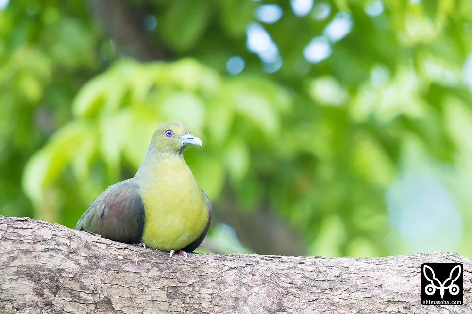 チュウダイズアカアオバト