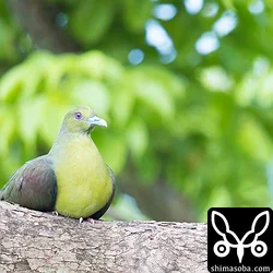 チュウダイズアカアオバト