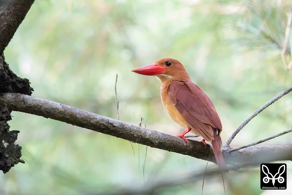 リュウキュウアカショウビン