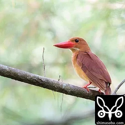 沖縄本島のアカショウビン