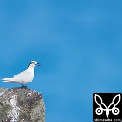 エリグロアジサシ