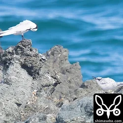 左の親鳥に餌をねだるエリグロアジサシのヒナ。すでに飛べるようになっていました。