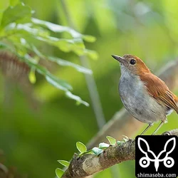 ホントウアカヒゲのメス。