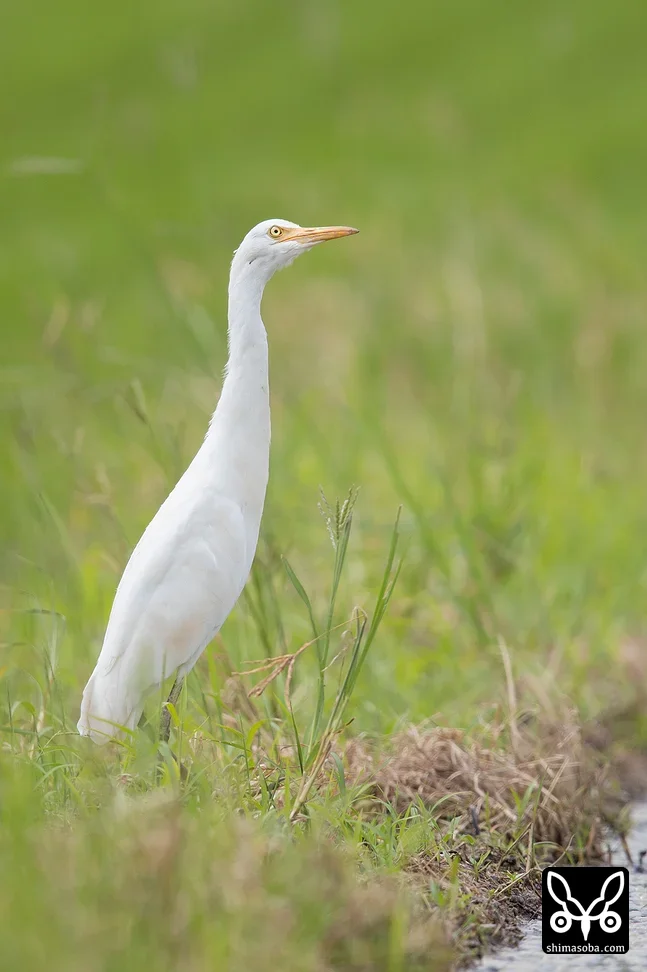 アマサギ