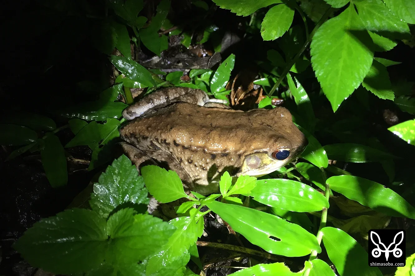 ホルストガエル