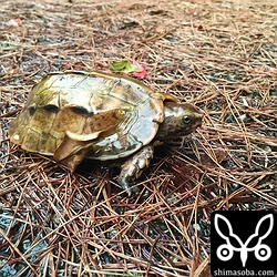 雨の降る林道には、国の天然記念物のリュウキュウヤマガメが現れました。