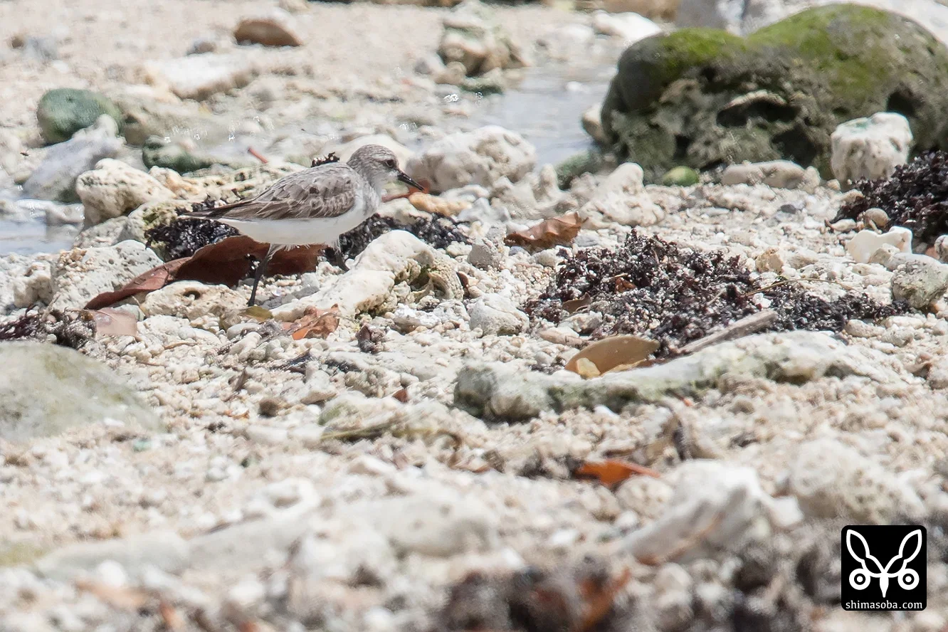 トウネン