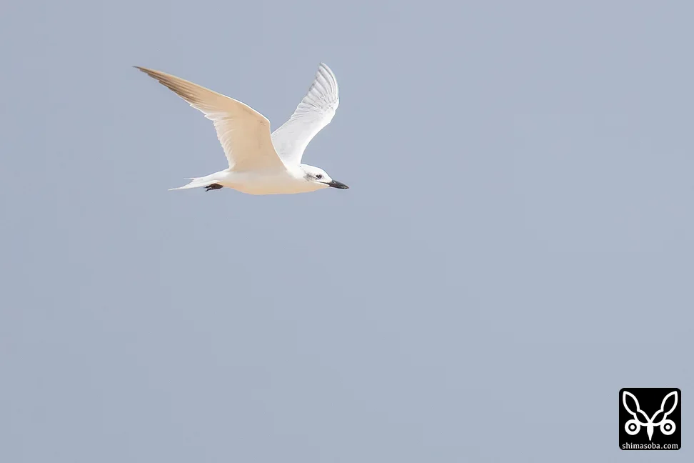 ハシブトアジサシ
