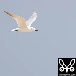 ハシブトアジサシ