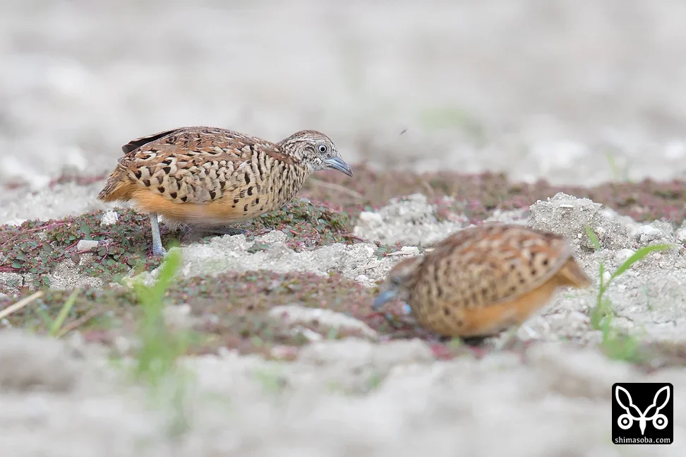 ミフウズラ