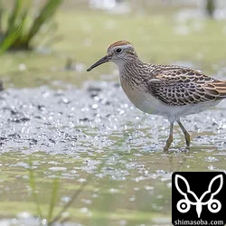 ウズラシギ幼鳥。アメリカウズラシギだとよかったんだけどと思ってたら隣の田んぼにアメリカウズラシギがいました!! 下の写真がそれです。