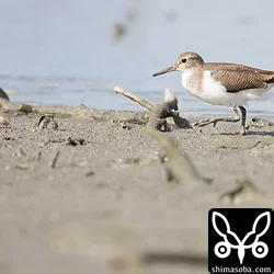 イソシギ