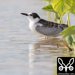 クロハラアジサシ