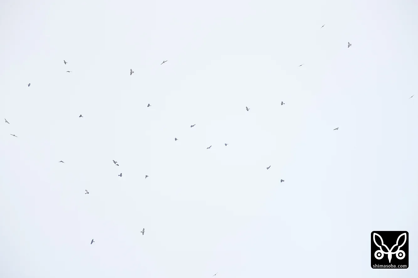 アカハラダカ