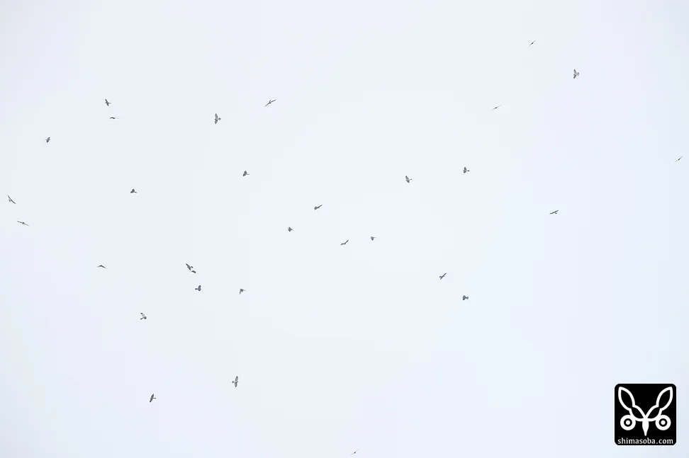 アカハラダカ