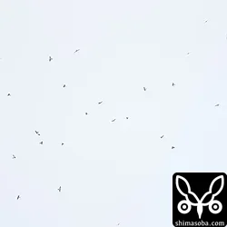 アカハラダカ