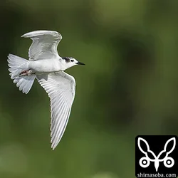ハジロクロハラアジサシ