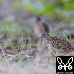 ミフウズラは、サシバに見つからないよう木陰での餌探し。手前はオス、奥にぼんやり見えるのがメス。
