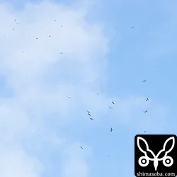 サシバ