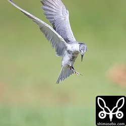 クロハラアジサシ