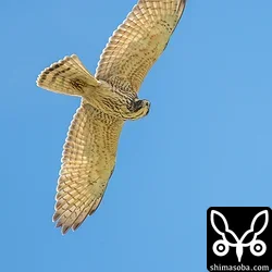サシバの幼鳥は、成鳥に見つかると追い回されていた。この幼鳥も成鳥に追いやられ、頭上にやって来ました。視線の先にいる成鳥のことを気にしている。手持ち撮影はきつかった…。^^;