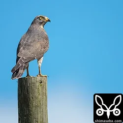 成鳥のサシバ。カエルなどを捕食していた。