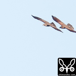 サシバの成鳥と幼鳥のタンデム飛行。