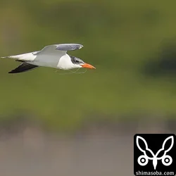 オニアジサシ